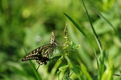虫達を追って　アゲハチョウ