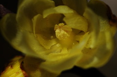 冬を探して　ロウバイ　Ⅱ