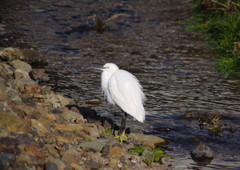 野鳥を追って　コサギ