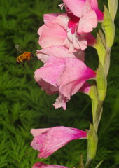 蝉時雨　ミツバチ
