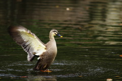 野鳥を探して　カモ