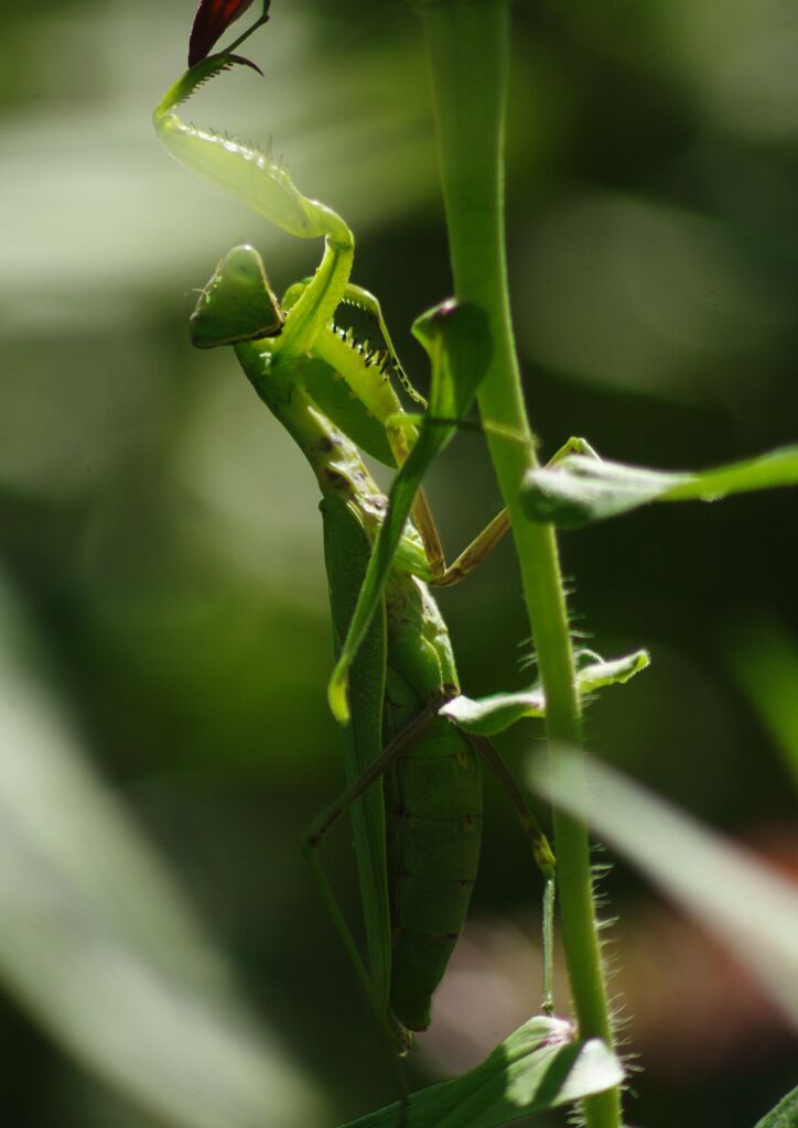 白露　カマキリ