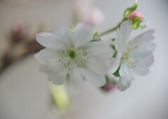 行秋　ジュウガツザクラ　Ⅱ