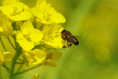 花と虫達　ミツバチ　Ⅲ