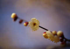 仲春　梅