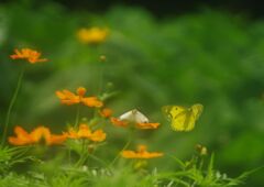 万来　キバナコスモス