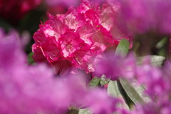 春を探して　シャクナゲ