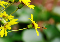 虫達を追って　ヒラタアブ　Ⅱ