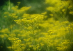 季夏　オミナエシ