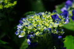 初夏を探して　アジサイ　Ⅱ