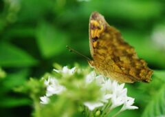 季夏　ヒョウモンチョウ