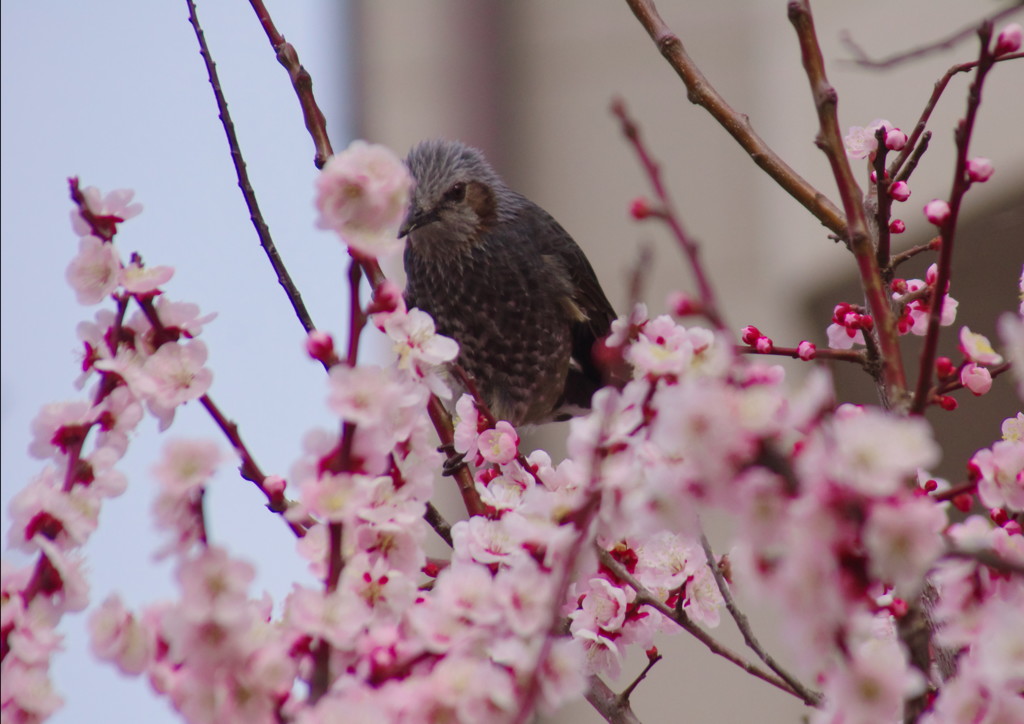 春だ・・・　桜　３