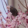 春だ・・・　桜　３