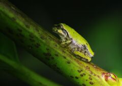 季夏　アマガエル？　Ⅱ