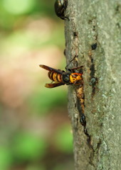 花と虫達　スズメバチ