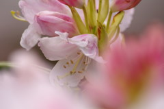 春爛漫　石楠花