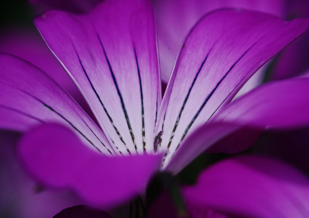 中春　花の名？