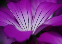 中春　花の名？