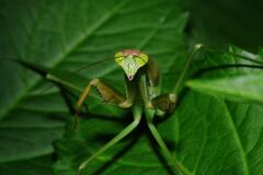 季夏　カマキリ　Ⅱ