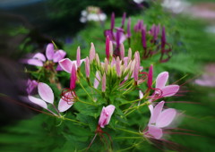 季夏　クレオメ　Ⅱ