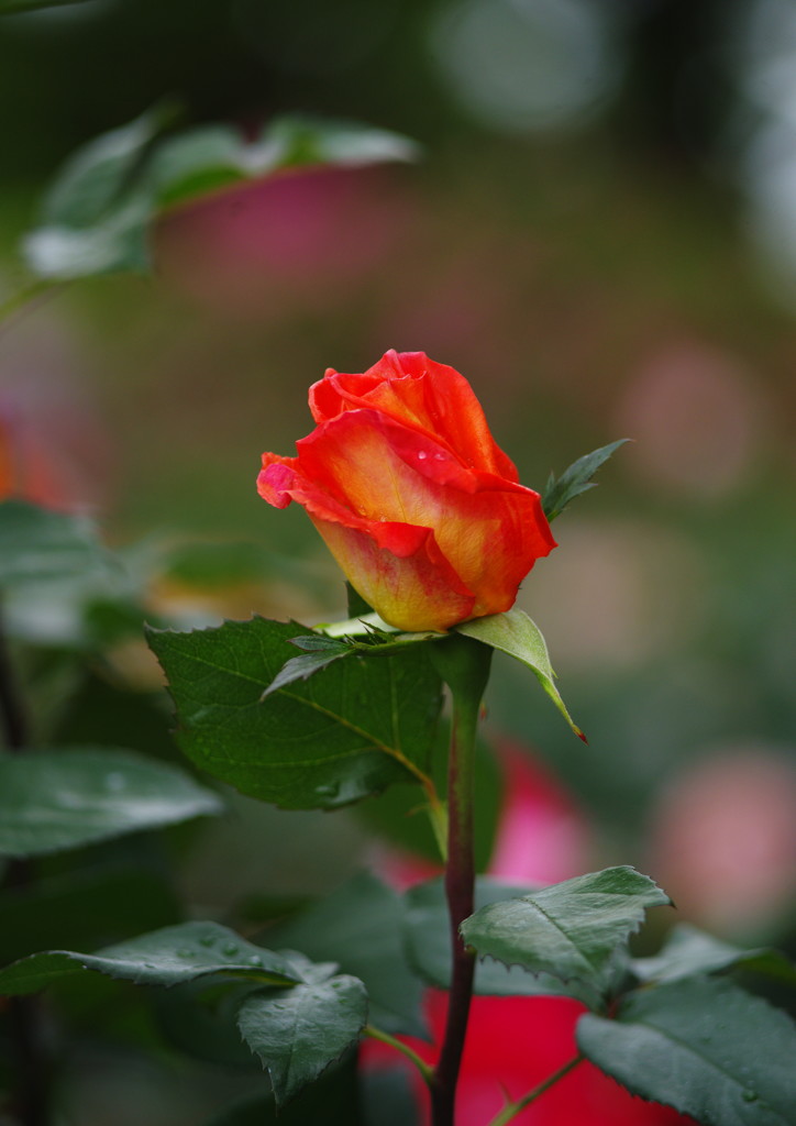 春色　薔薇　Ⅱ