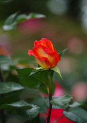 春色　薔薇　Ⅱ