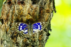 花と虫達　オオムラサキ