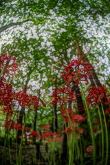 虫時雨　ヒガンバナ　Ⅱ