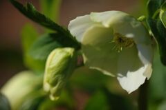 春燐　クリスマスローズ　Ⅱ