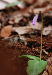 春を探して　カタクリ