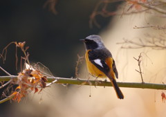 野鳥を探して　ジョウビタキ