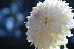 中秋　ダリア　Ⅱ