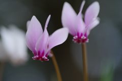 行秋　原種シクラメン？