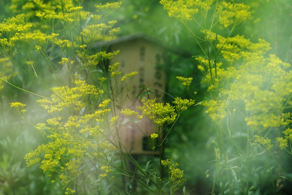 晩夏　オミナエシ(女郎花）