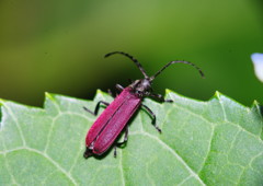 仲夏　ハナカミキリ