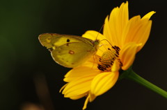 虫達を追って　モンキチョウ