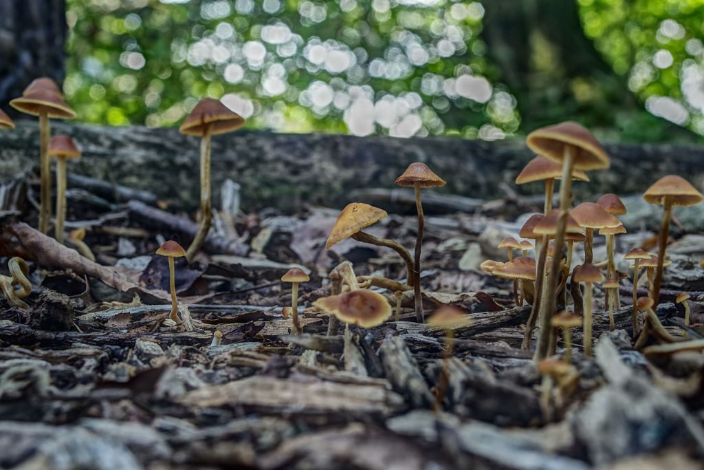 虫時雨　キノコ　Ⅲ
