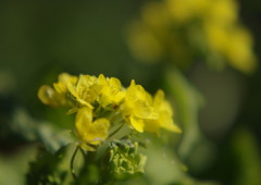 初春　菜の花