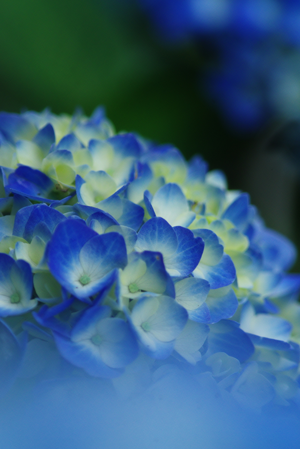 紫陽花　Ⅱ