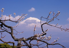 旅写真　梅に富士山　Ⅵ
