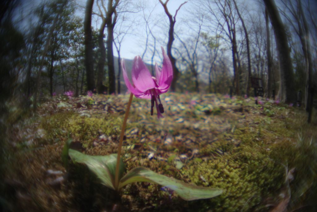 春風　カタクリ　Ⅱ
