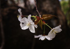 春暖　ヤマザクラ　Ⅱ