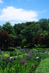 身近な風景　薬師池公園