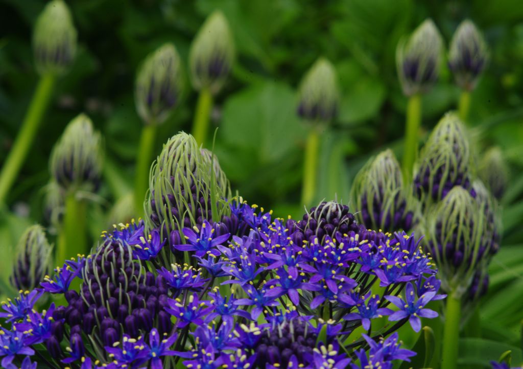 中春　花の名？