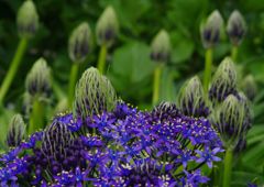 中春　花の名？