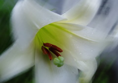 季夏　タカサゴユリ　Ⅲ