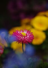 晩春　デージー