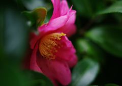 寒露　サザンカ　Ⅱ