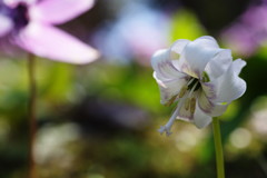 春を探して　シロバナカタクリ　Ⅱ