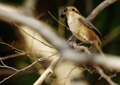 野鳥を探して　モズ